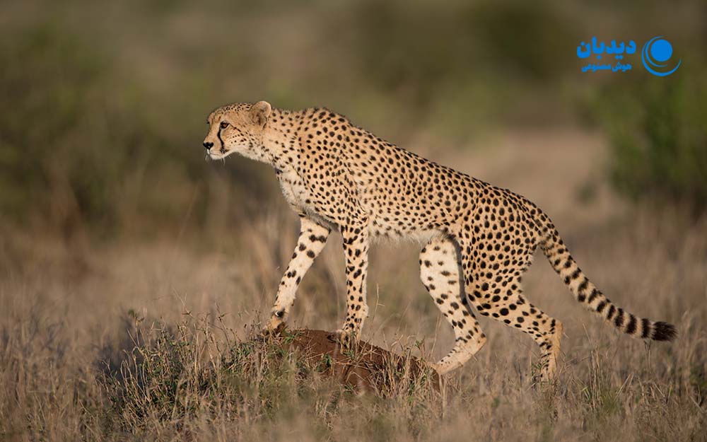 هوش مصنوعی و محیط زیست