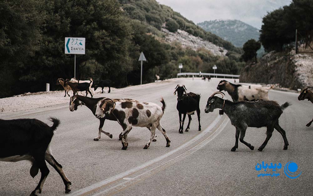 هوش مصنوعی در محیط زیست